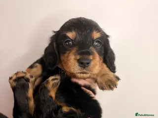Miniature Dachshund dogs Pedigree Longhaired Miniature Dachshunds - Advert 12