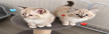 Kitten ❤️