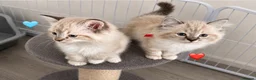 Ragdoll cats for sale: Ragdoll breed kittens 💙 - Advert 9