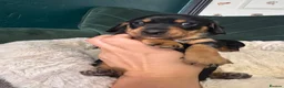 Miniature Dachshund dogs for sale: 2 KC registered miniature dachshund puppies - Advert 3