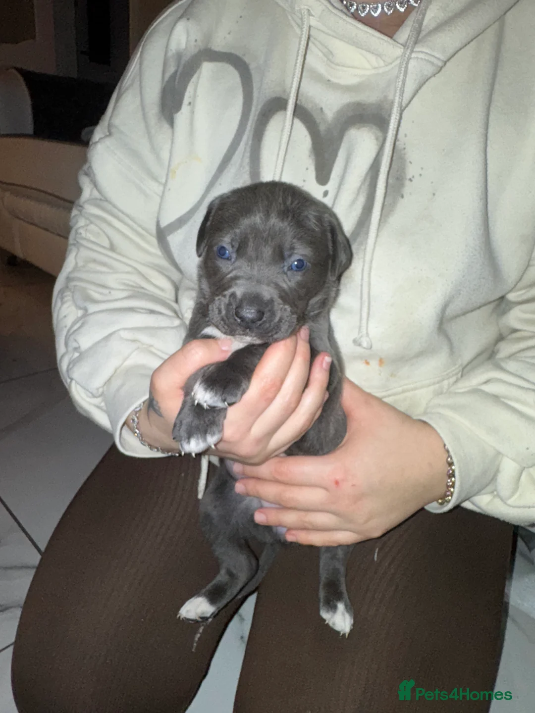 Cane Corso dogs for sale: Outstanding cane corso pups 🐶  - Advert 36