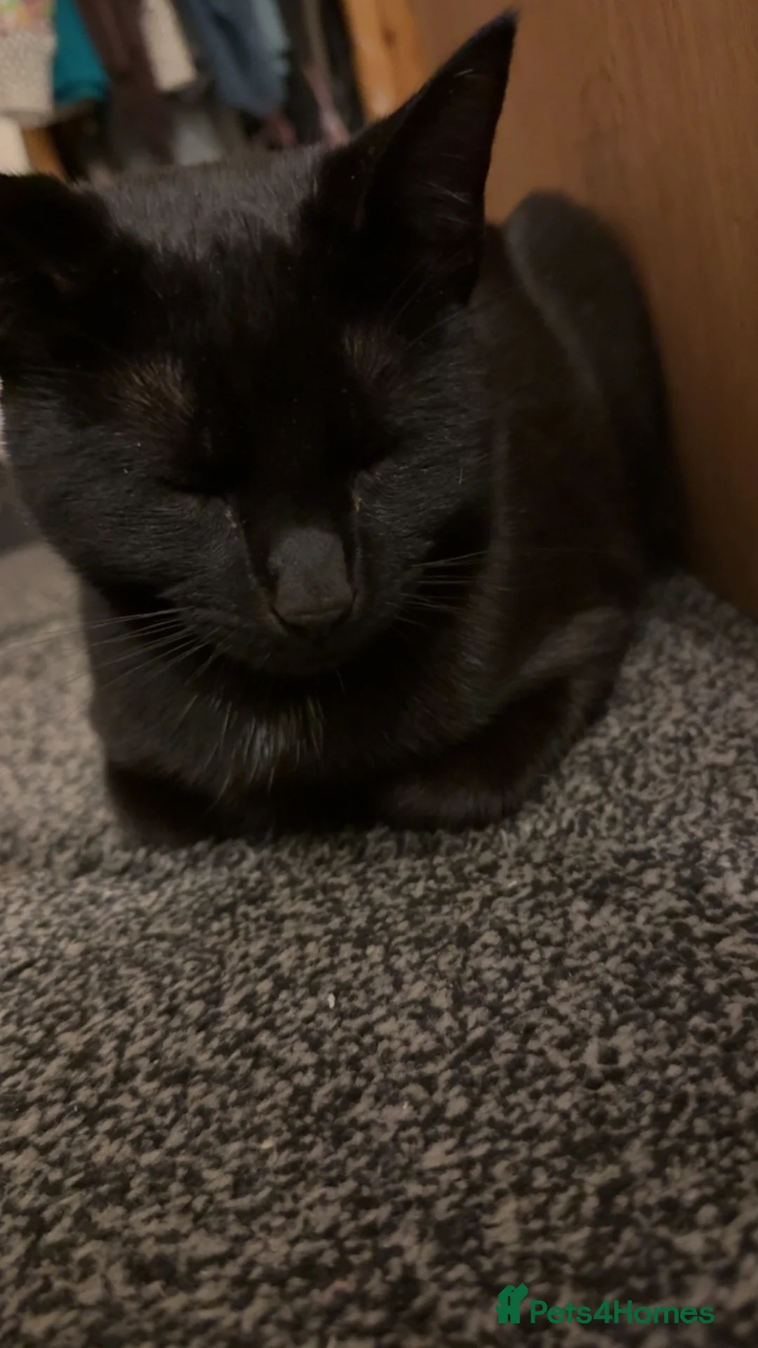 Mixed Breed cats for sale: Male black kitten  - Advert 1