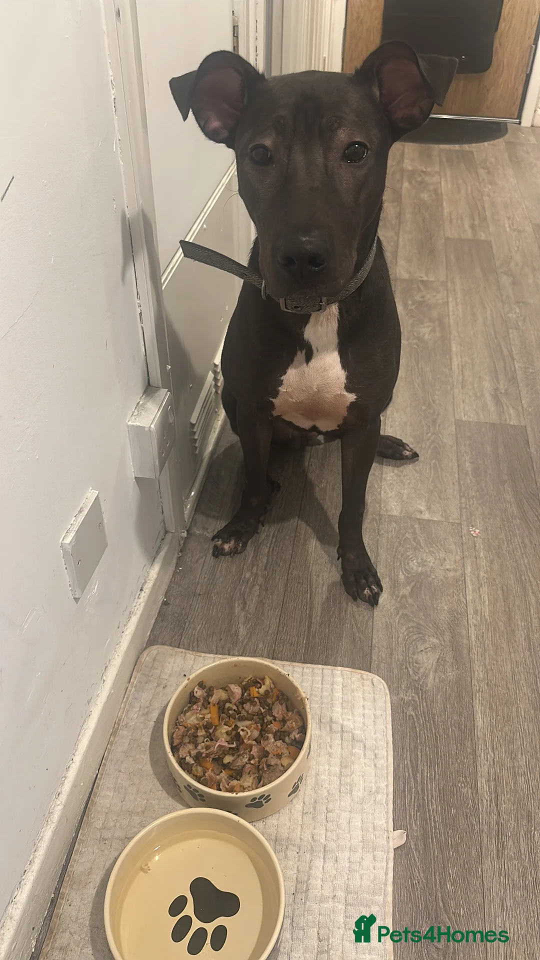 Mixed Breed dogs for sale: 10 Month Old Lurcher x Sharpei - Advert 2