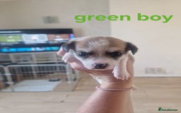 Mixed Breed dogs for sale: Chihuahua x jack russell pups - Image 9