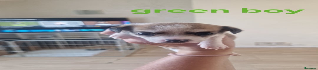 Green boy