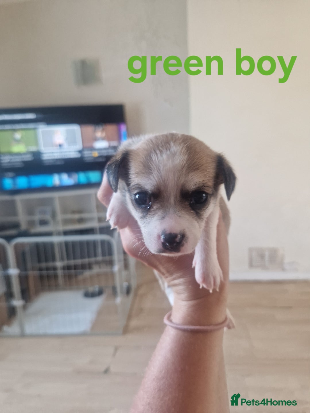 Mixed Breed dogs for sale: Chihuahua x jack russell pups - Image 9