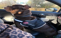 English Bulldog dogs for sale: dog for sale - Image 3