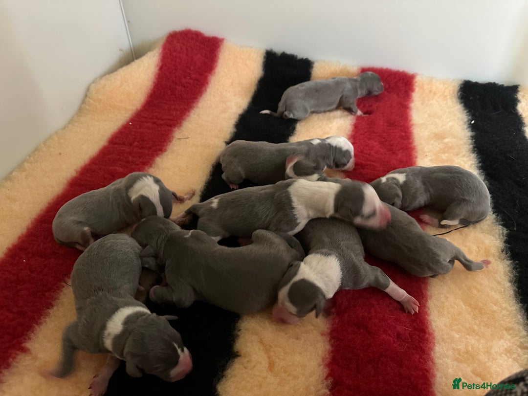 Whippet dogs for sale: Kc reg whippets Hear and eye tested parents  - Image 8