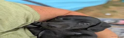 Miniature Dachshund dogs for sale: SOLID BLACK MINI DACHSHUNDS - Advert 2