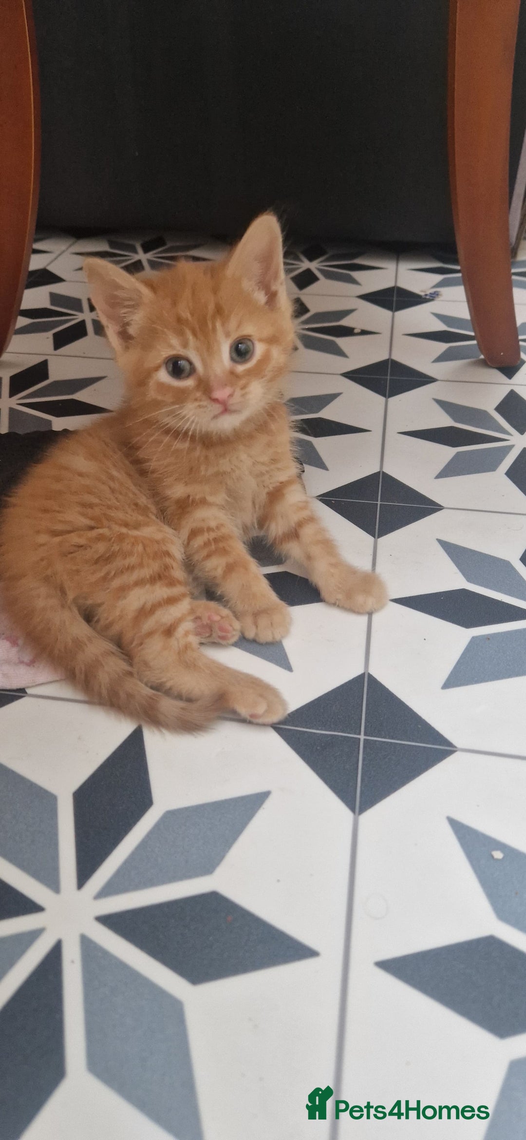 Mixed Breed cats for sale: 5 little kittens(2 calico girls +3 ginger males)  - Advert 7