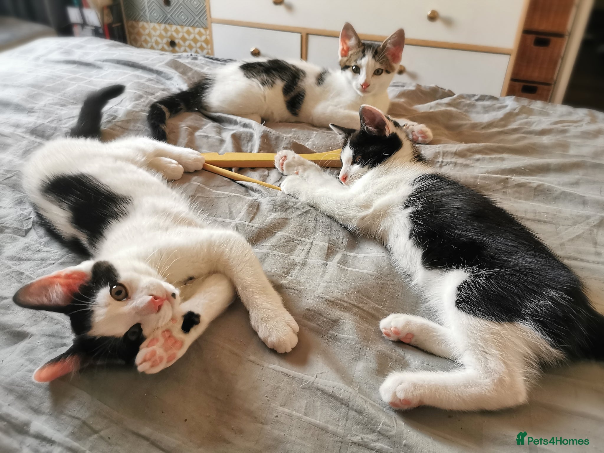 Mixed Breed cats for sale: Gorgeous, sweet natured & very playful kittens in London - Advert 14