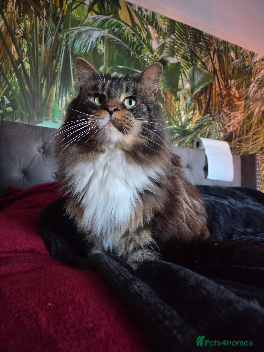 Maine Coon cats for stud: Beautiful boy for stud  - Advert 1
