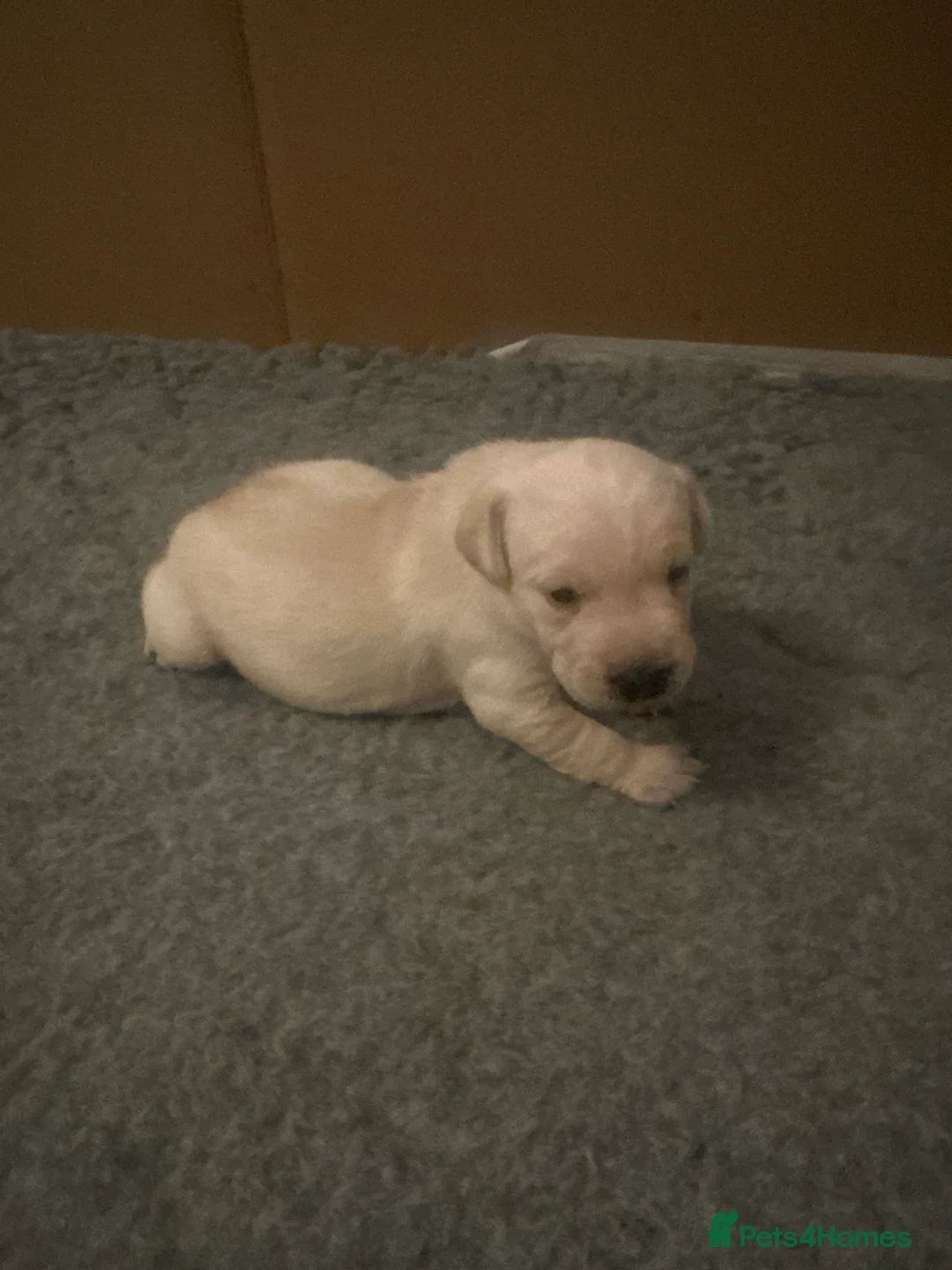 Labrador Retriever dogs for sale: KC registered Labrador Retriever puppies  - Advert 10
