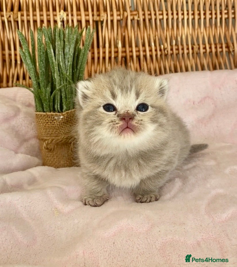 Scottish Fold cats 🧸EXTREMELY RARE TICA FAWN SCOTTISH/BSH 😻🧸 - Advert 6