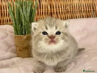 Scottish Fold cats 🧸EXTREMELY RARE TICA FAWN SCOTTISH/BSH 😻🧸 - Advert 5