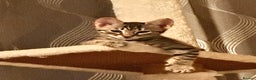 Savannah cats for sale: F4 Savannah kittens  - Advert 34