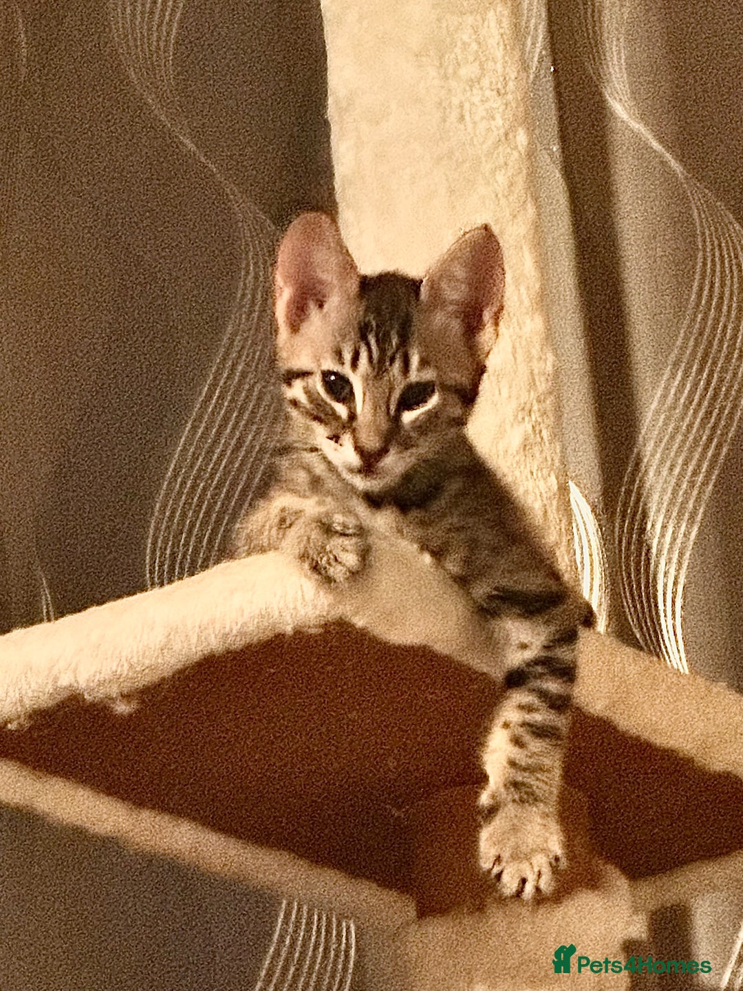 Savannah cats for sale: F4 Savannah kittens  - Advert 34