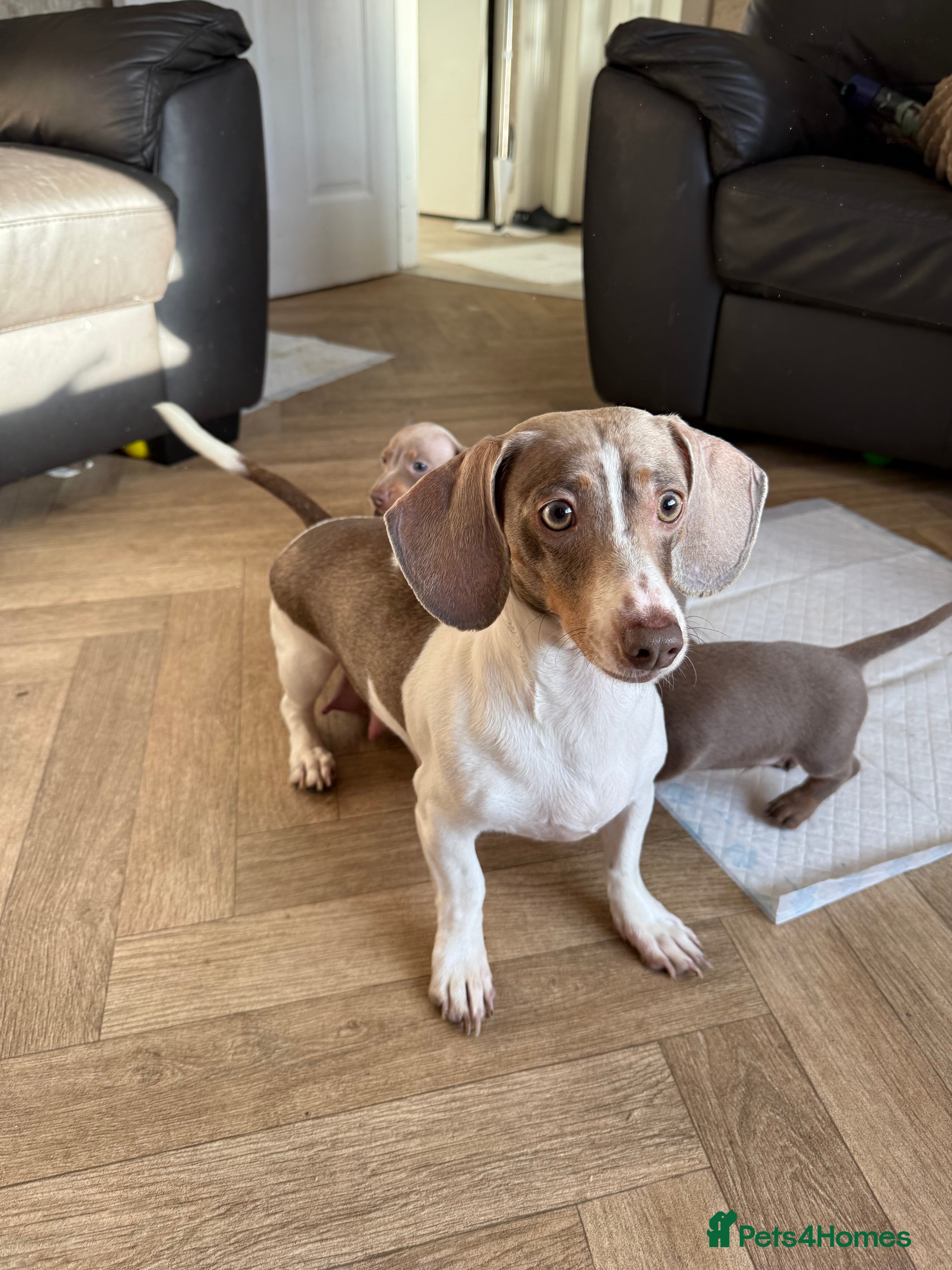 Miniature Dachshund dogs Miniature dachshund pups - Advert 18