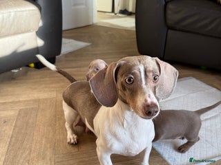 Miniature Dachshund dogs Miniature dachshund pups - Advert 7