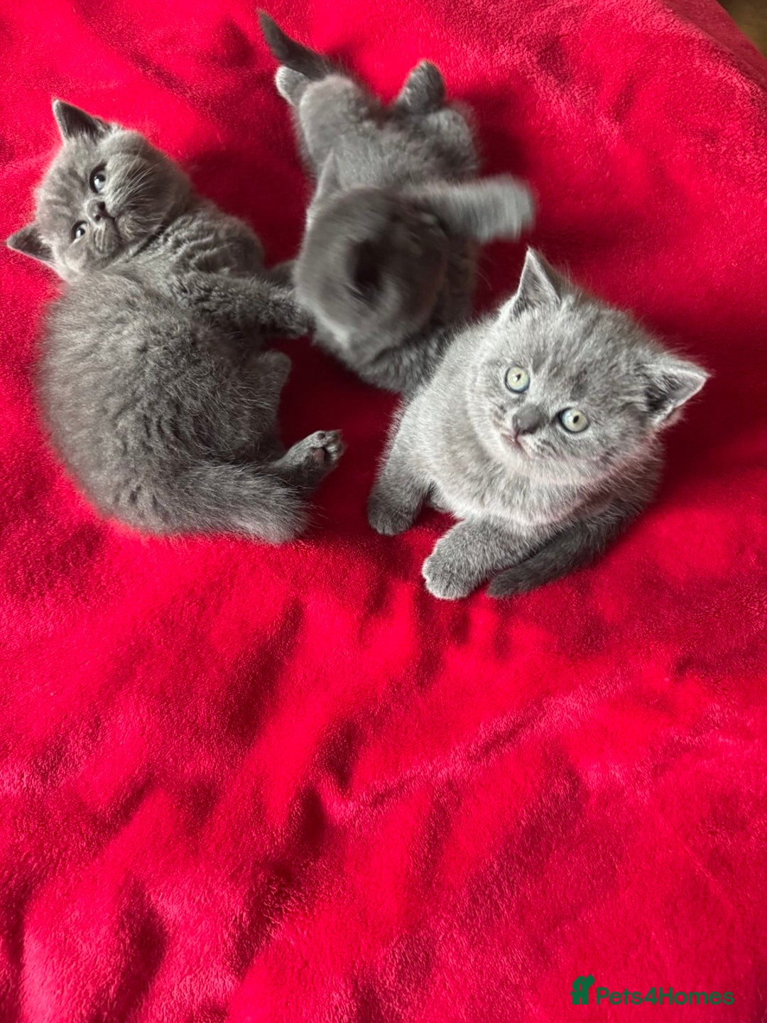 British Shorthair cats for sale: 3 kittens for sale - Advert 7