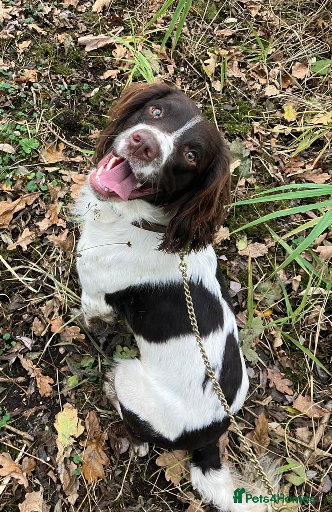 English Springer Spaniel dogs for sale: KC English Springer Spaniel Pups - Advert 6