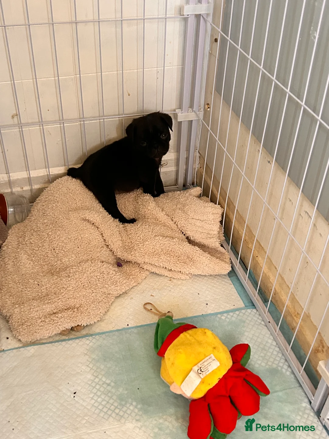 Pug dogs for sale: Pugs  - Advert 2