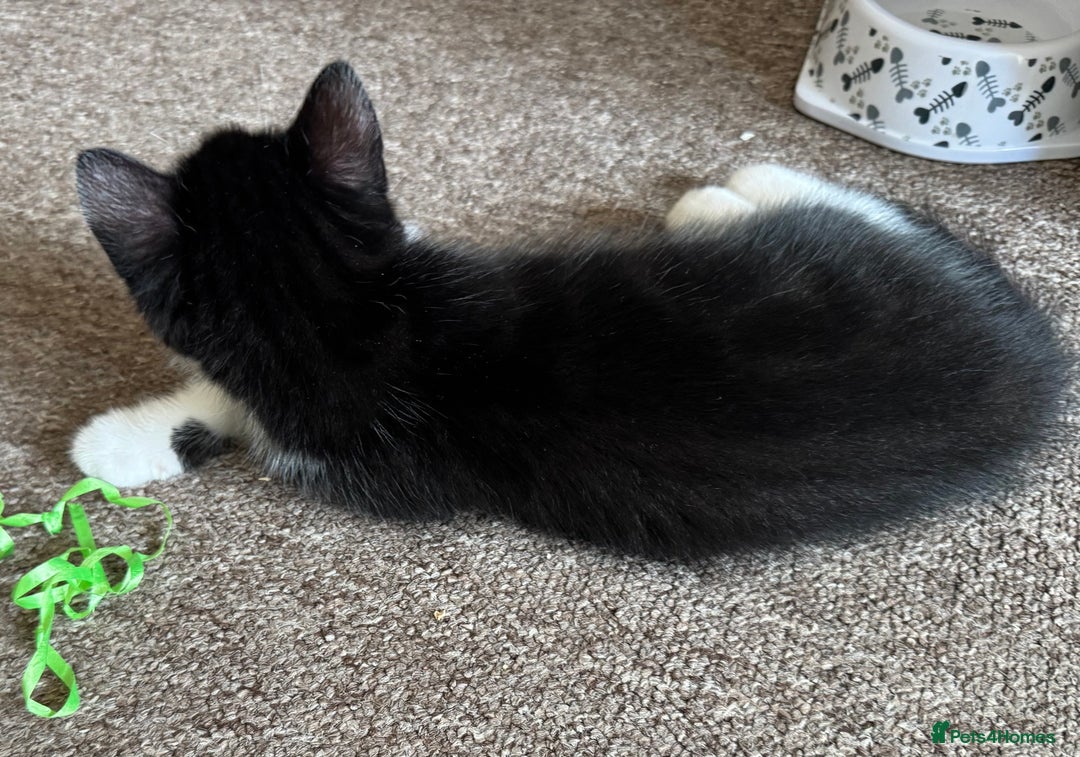 British Shorthair cats for sale: 2 boys one girl for sale  - Image 14