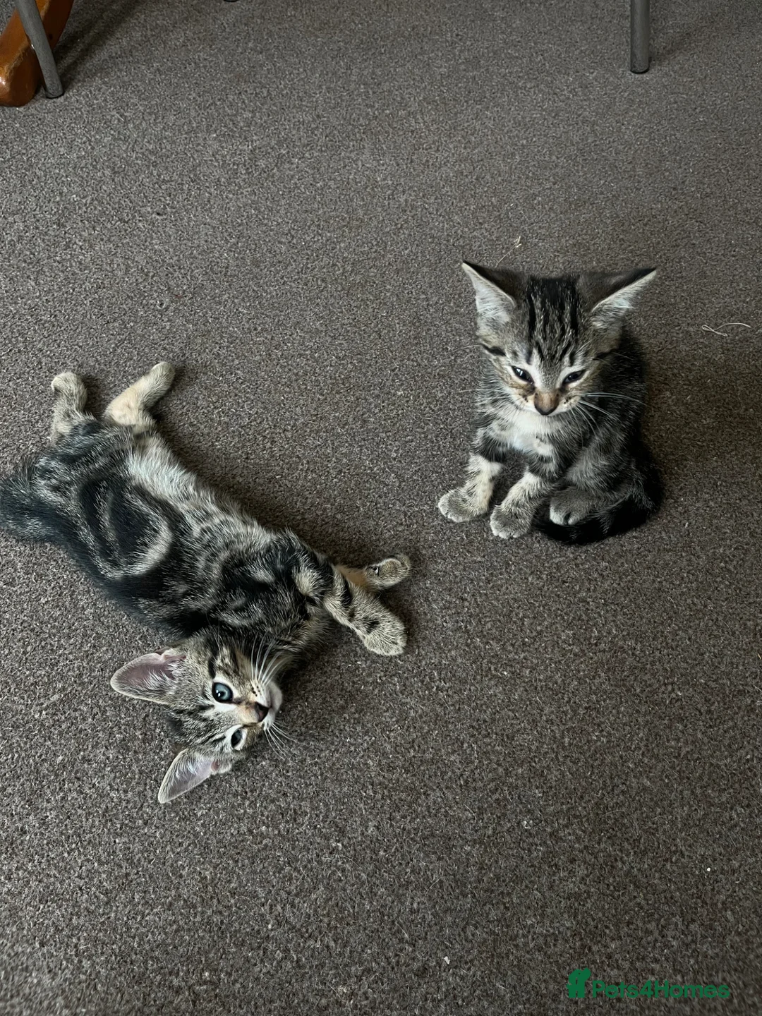 Khao Manee cats for sale: 3 Kittens  in Horley - Advert 10
