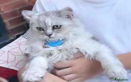 Ragdoll cats for sale: Ragdoll mix with Persian - Image 3