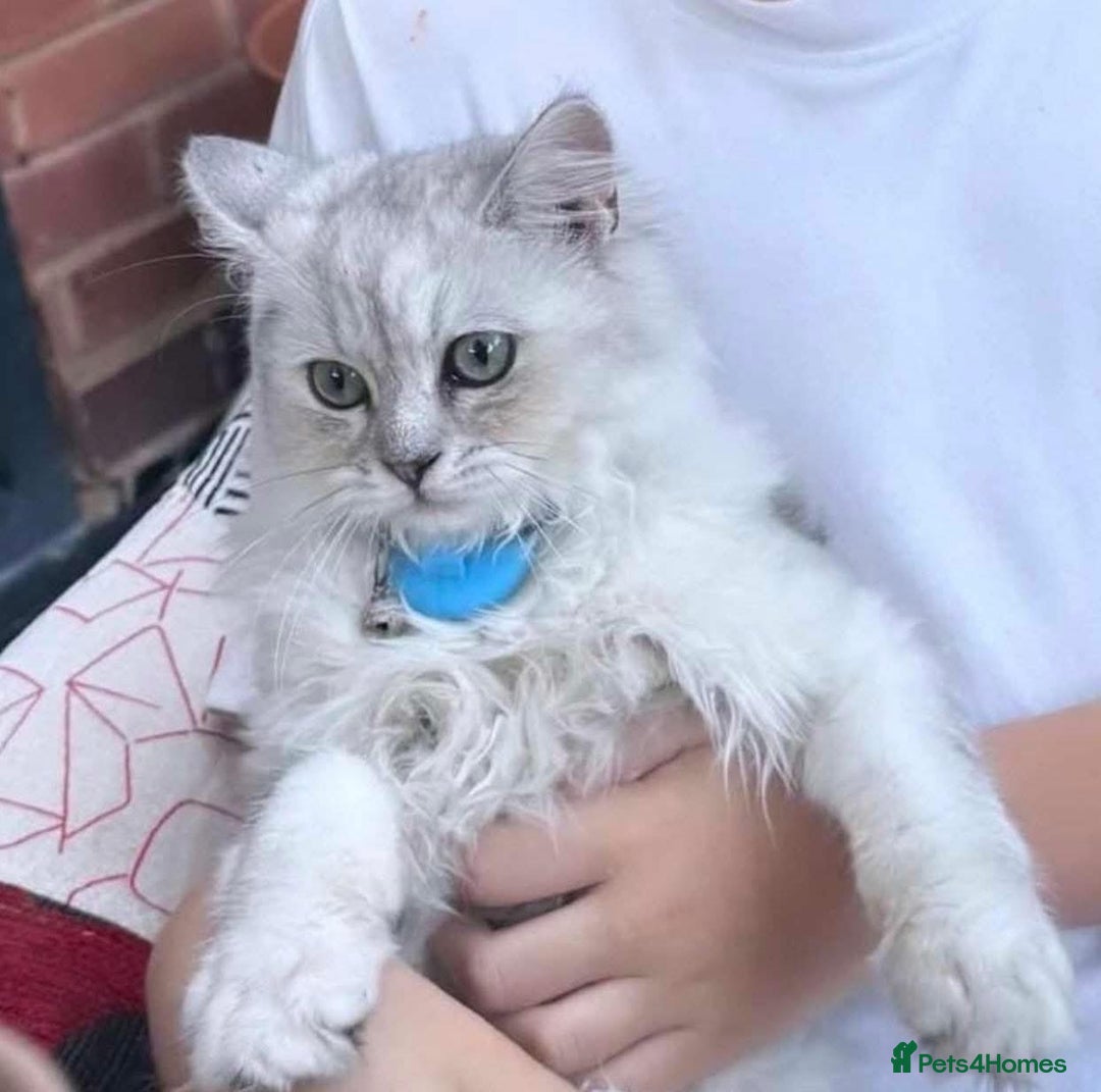 Ragdoll cats for sale: Ragdoll mix with Persian - Image 3