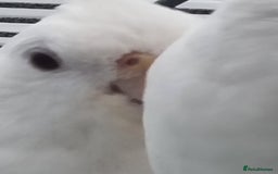 Cockatiels birds for sale: Baby male and female cockatiels for sale - Advert 8