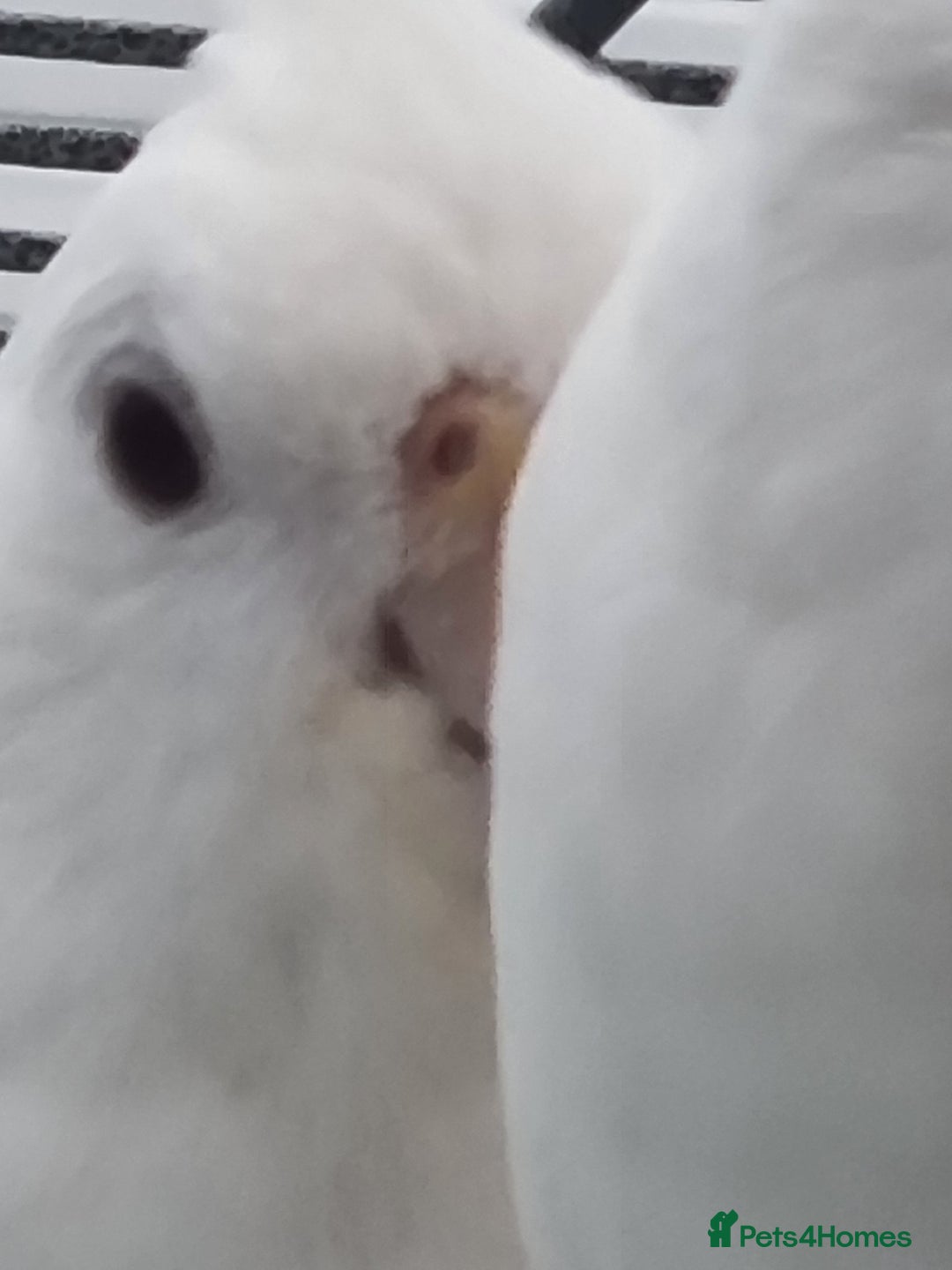 Cockatiels birds for sale: Baby male and female cockatiels for sale - Advert 8