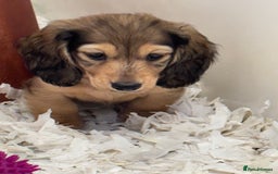 Miniature Dachshund dogs for sale: 🐾Miniature Longhaired Dachshund puppies.KC reg🐾  - Image 4