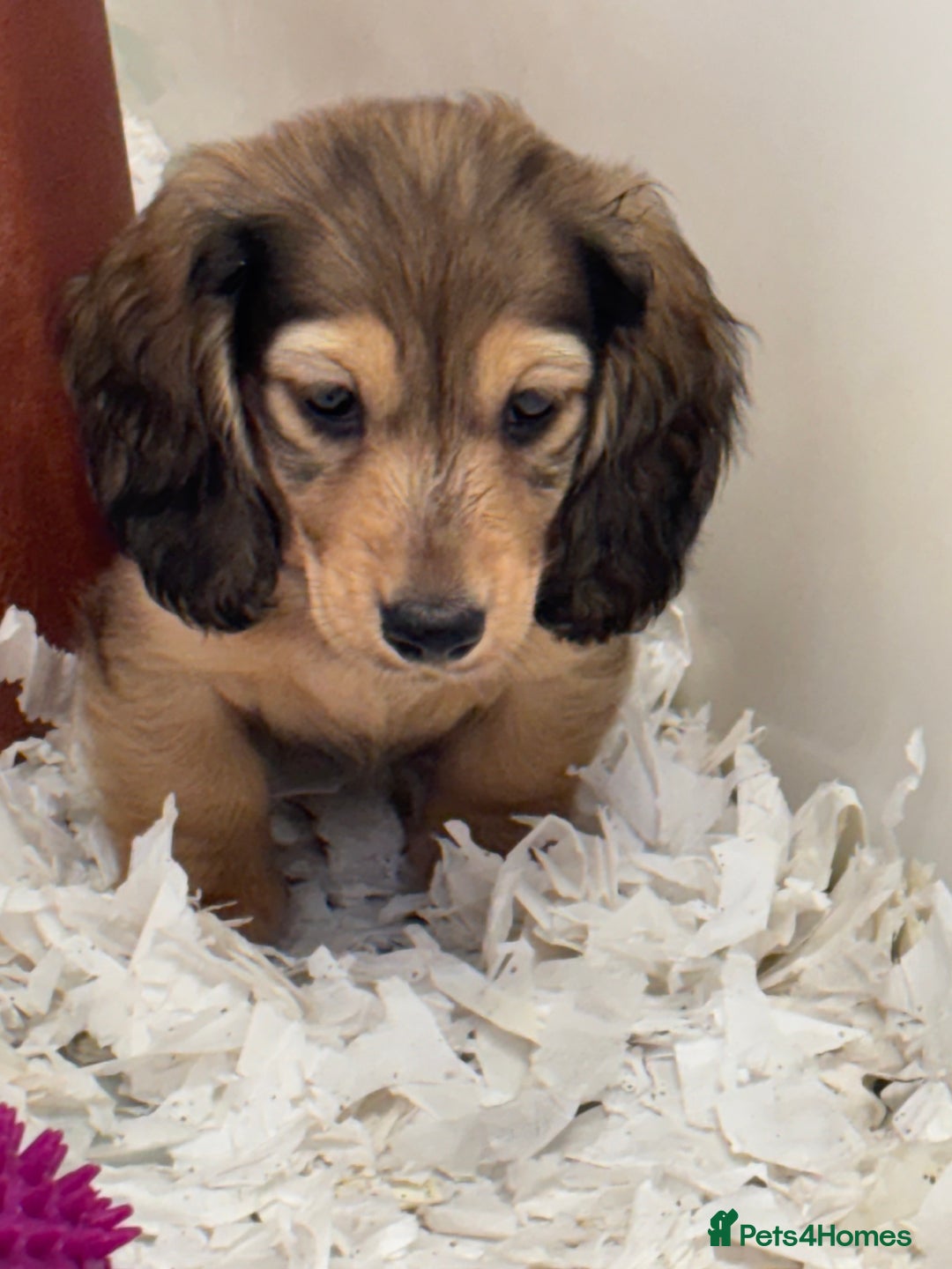 Miniature Dachshund dogs for sale: 🐾Miniature Longhaired Dachshund puppies.KC reg🐾  - Image 4
