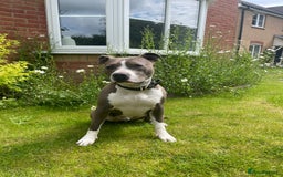 American Bull Staffy dogs for sale: Luka - American Staffordshire terrier  - Image 5