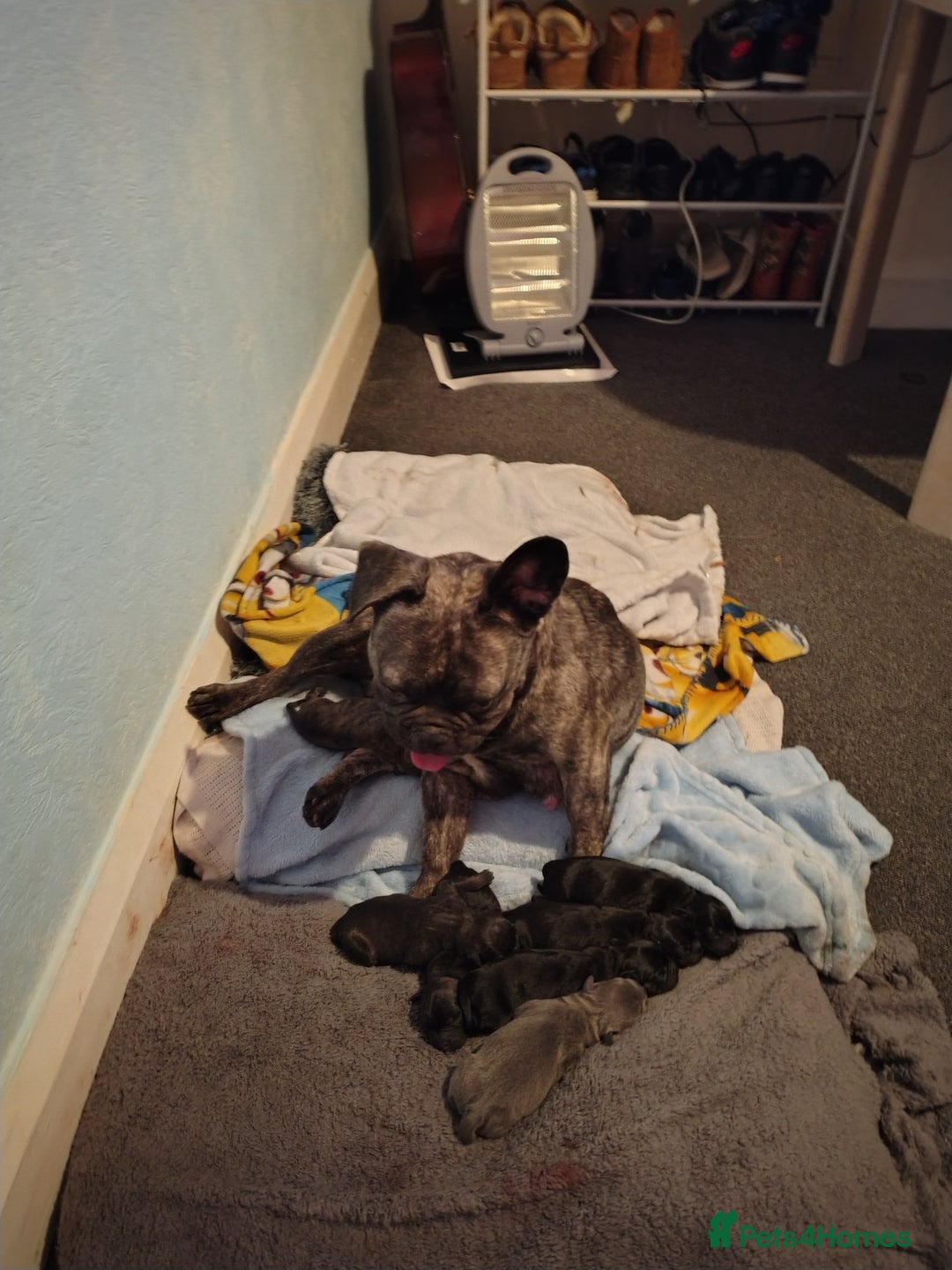 Mixed Breed dogs for sale: French Bulldog x Staff pups  - Advert 8