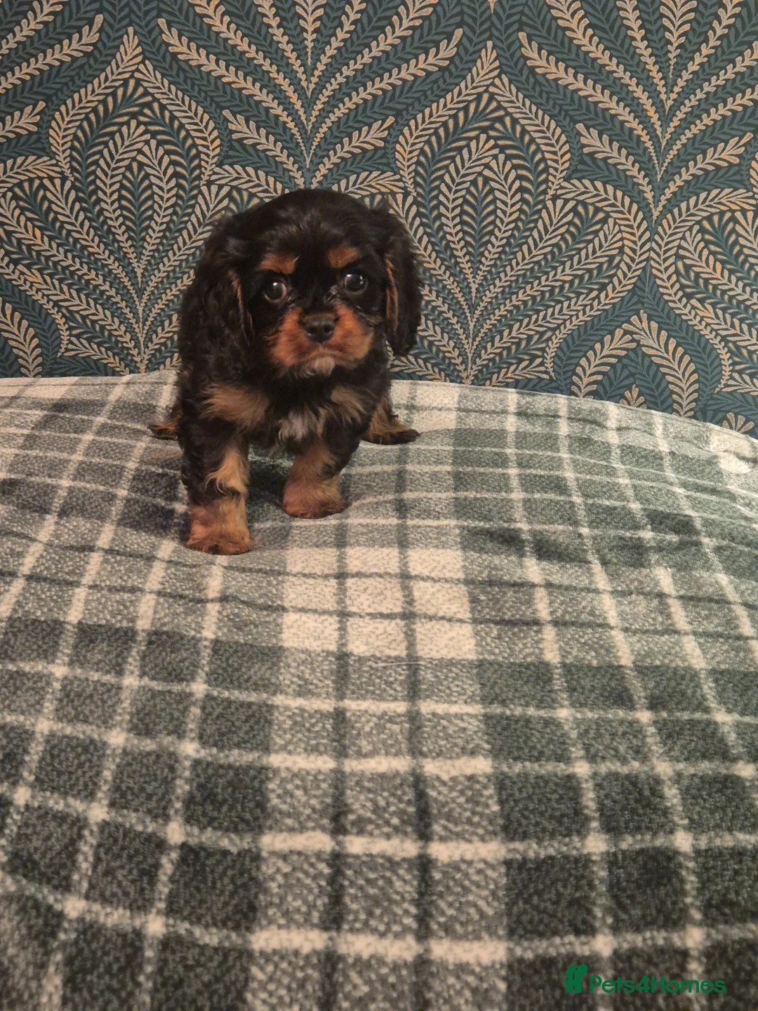 Cavalier King Charles Spaniel dogs for sale: Cavalier King Charles Spaniel's Puppies  - Advert 6