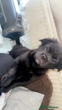 Mixed Breed dogs - Advert 10