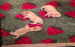 Beagle dogs for sale: Stunning KC REGISTERED Beagle puppies  - Image 3