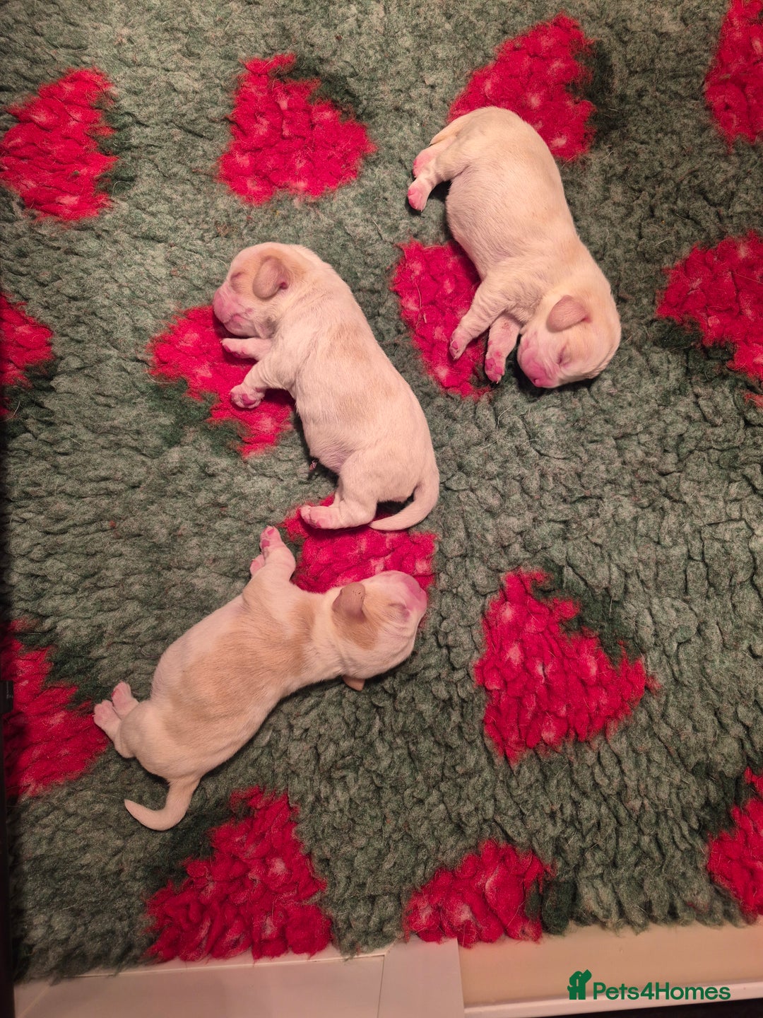 Beagle dogs for sale: Stunning KC REGISTERED Beagle puppies  - Image 3