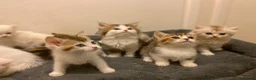 Munchkin cats for sale: Full Pedigree Munchkin Kittens - Advert 12