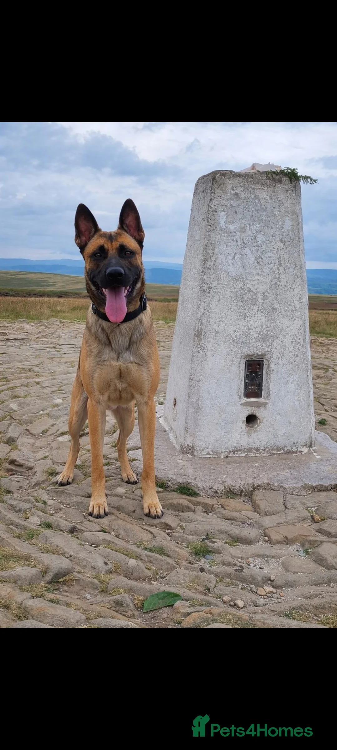 Mixed Breed dogs for sale: blaze - Advert 2