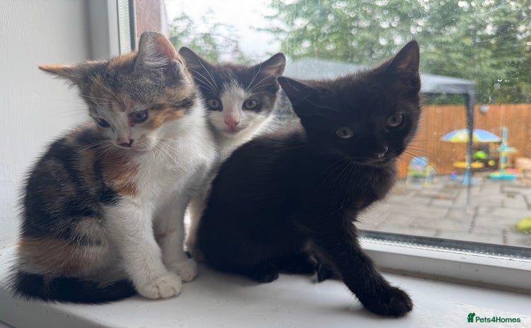 Mixed Breed cats - Advert 13