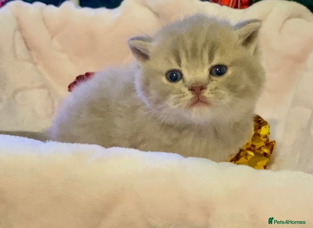 Scottish Fold cats for sale: 🧸😻ABSOLUTELY BEAUTIFUL TICA SCOTTISH/BSH😻🧸 - Advert 5