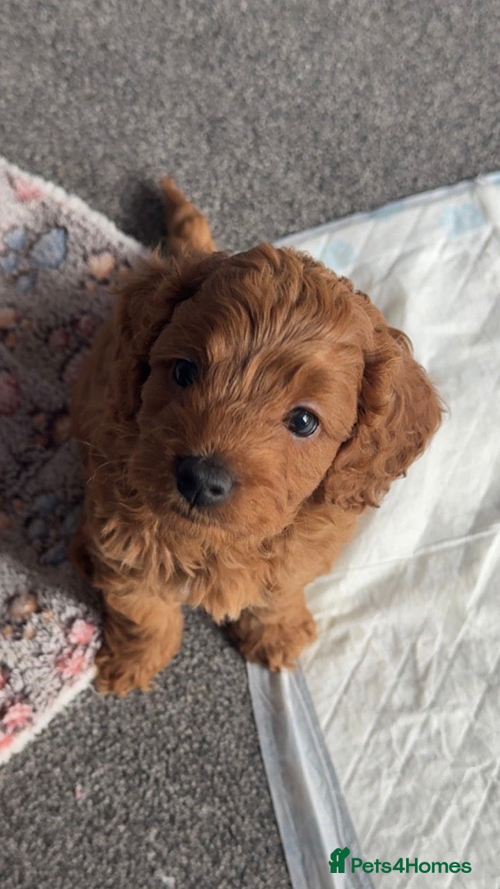 Cavapoo dogs Outstanding Cavapoo puppies - Advert 5
