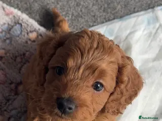 Cavapoo dogs Outstanding Cavapoo puppies - Advert 5