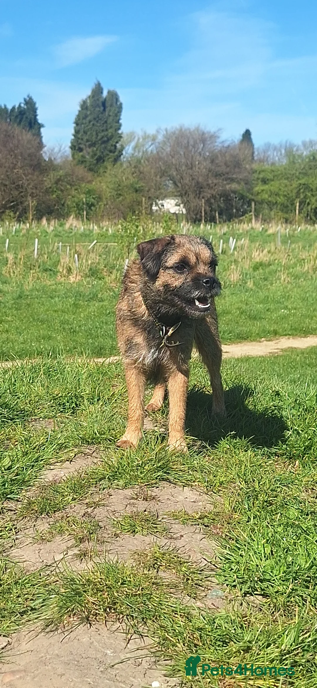 Border Terrier dogs for sale: A beautiful litter of Border Terriers - Advert 2