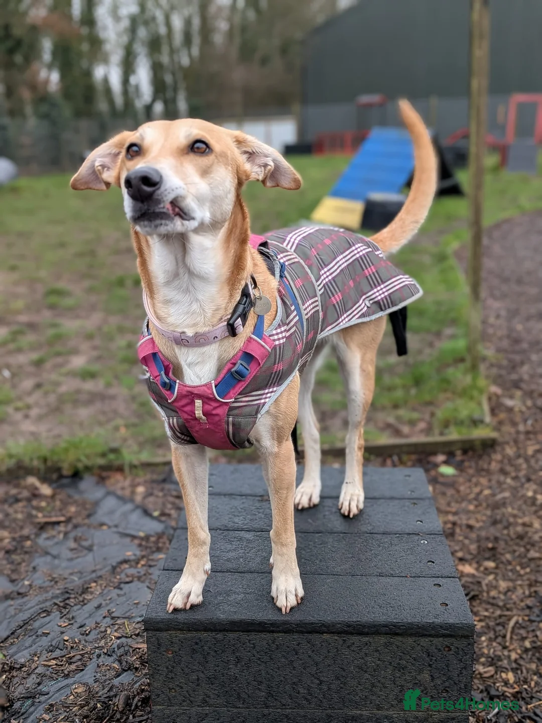 Mixed Breed dogs for adoption: Sara  - Advert 2