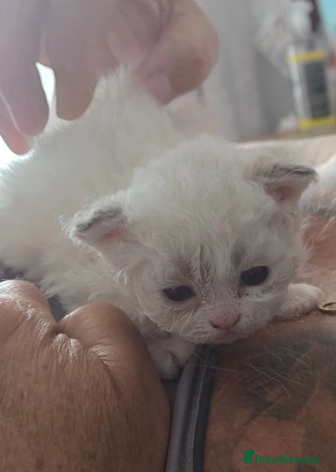 Scottish Fold cats for sale: Scottish Fold X Selkirk Rex  - Advert 2