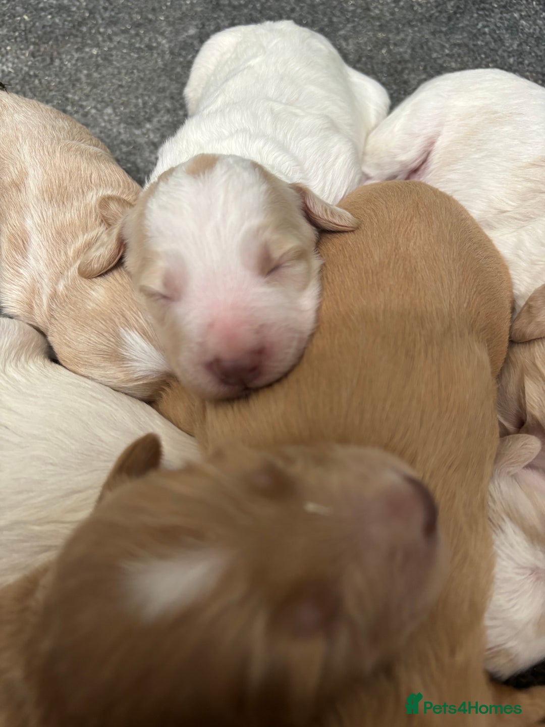 Cockapoo dogs for sale: F1 Cockapoo puppies  - Image 10
